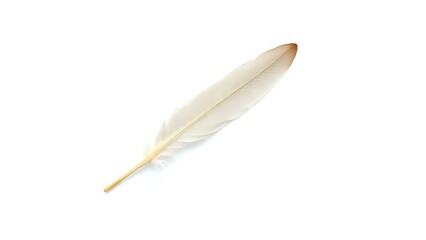 Feather Quill on White Background