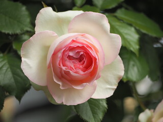 バラ　ピエール ドゥ ロンサール