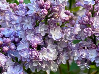 Fresh violet lilac flowers