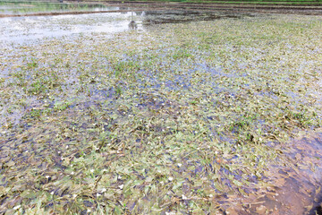 A large field of white Ottelia alismoides flowers in full bloom amidst beautiful nature. in Myanmar,  Southeast Asia.