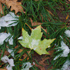 leaves on the ground