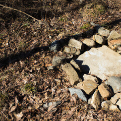 Obraz premium rocks in the forest