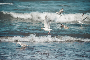 Seagulls on the beach of Denmark