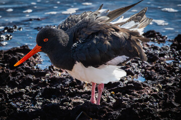 A Pied Oystercatcher on a rocky shore