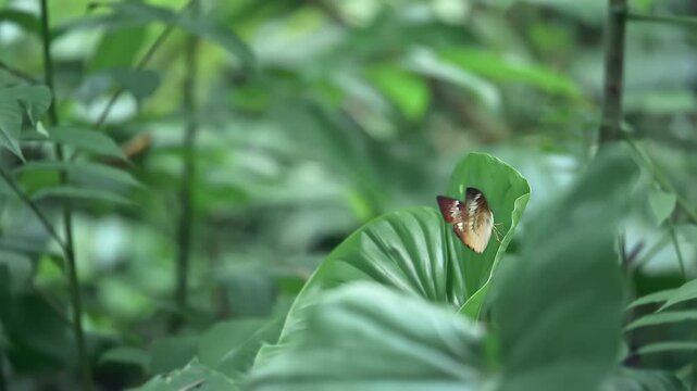 tanaecia pelear butterfly flying from one flower to another in a beautiful garden with flowers. Slow motion.