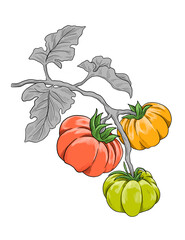 Heirloom tomato fruit botanical colored sketch illustration