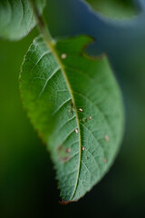 leaf