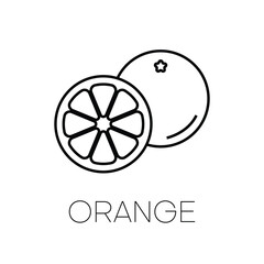 Fresh whole, half, cut slice orange fruit line icon isolated on white background. Tangerine. Organic fruit. Flat style. Vector illustration for any design.