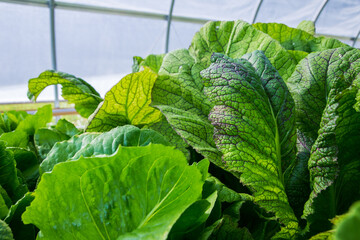 cabbage growing in the garden