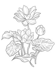 Lotus plant flower digital sketch illustration