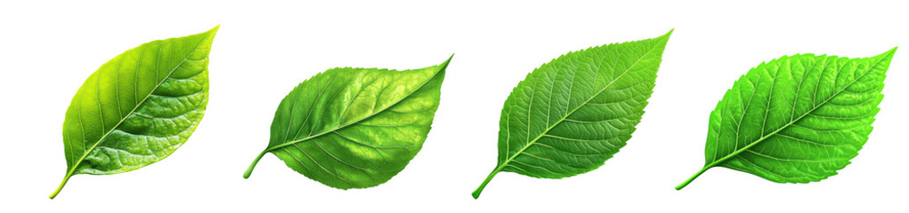 Obraz premium Green Leaves Close-Up with Natural Texture for Botanical and Eco-Friendly Design PNG Icon on transparent background