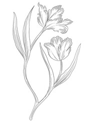Red parrot tulips digital sketch illustration
