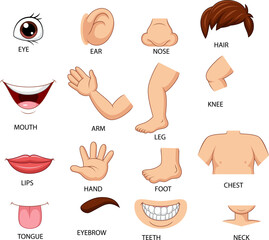 Cartoon illustration of human body part