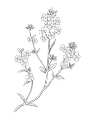Kanuka flower botanical sketch illustration