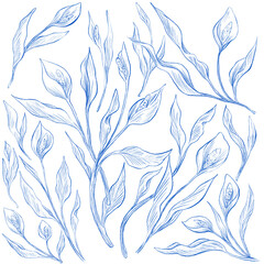 anthurium botanical floral pattern sketch illustration