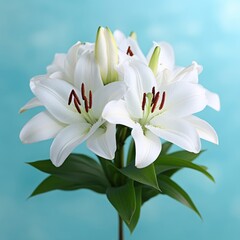 Obraz premium A close-up of elegant white lilies with green leaves against a soft blue background.