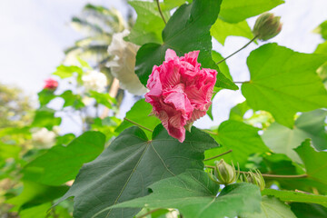 bright pink flowers of Hibiscus mutabilis with beautiful blue sky and white clouds, also known as the Confederate rose, Dixie rosemallow, cotton rose or cotton rosemallow.