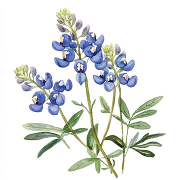 watercolor bluebonnet flowers on white background clip art preview