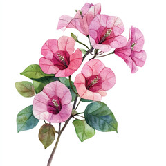 Bougainvillea flower watercolor clipart illustration isolated