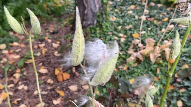  Dry Asclepias syriaca (known as milk weed ) pods releasing seeds in late fall