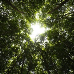 Fototapeta premium A view of sunlight filtering through a dense forest canopy.