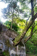 擁壁から生える木