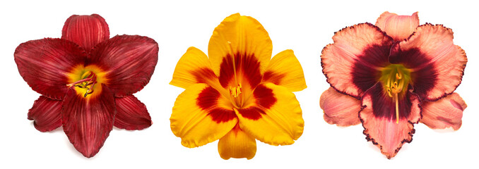 Collection daylily head flowers isolated on white background. Flat lay, top view