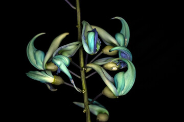 Beautiful Jade vine or Emerald vine flower blooming. Strongylodon macrobotrys. also known as jade vine, emerald or turquoise jade vine, grows in a garden in Brazil © AlfRibeiro