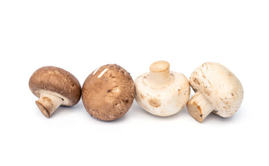 Group of white and brown whole fresh champignon mushrooms arranged in rows isolated on white background.