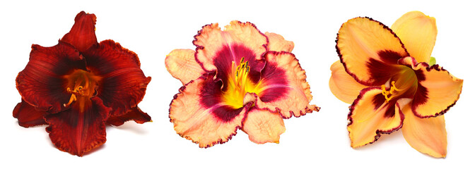 Collection daylily head flowers isolated on white background. Flat lay, top view
