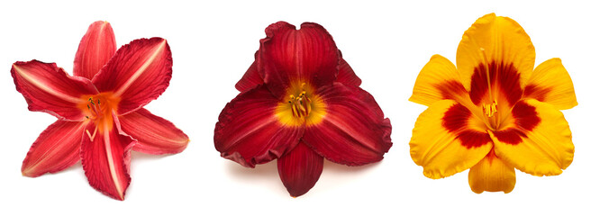 Collection daylily head flowers isolated on white background. Flat lay, top view