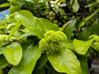 Obraz premium Ixora flower that has bright green and beautiful pre bloom buds
