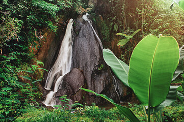 tropical forest in the morning