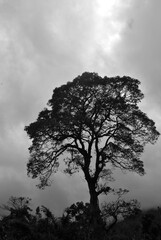 silhouette of tree in the fog