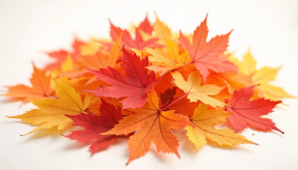 autumn maple leaves