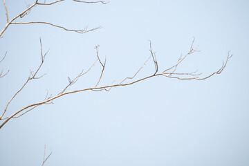 Dry tree branches with blue sky