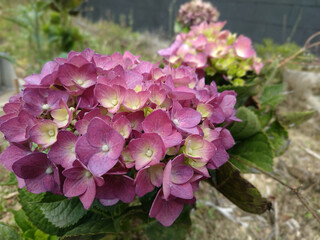 pink and purple flowers
