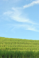 green field and blue sky