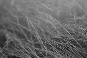grass in the wind