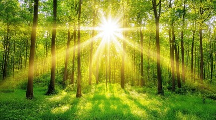 Obraz premium A beautiful forest bathed in golden light with soft sunlight filtering through the trees, leaving an open area for text.