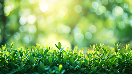 Obraz premium Fresh spring garden background with green grass and blurred foliage bokeh.