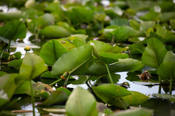 green leaves evergaldes water river lake water lilies florida