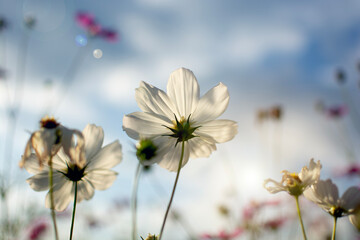 White cosmos garden with sky background