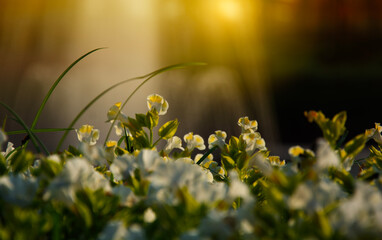Blooming Torenia flower garden in the park with mist and soft light background