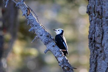 woodpecker on a tree