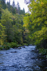 river in the forest