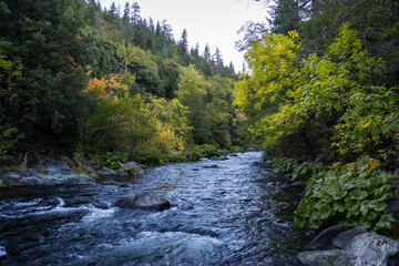 mountain river in the forest