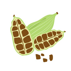 green cardamom  or Elettaria cardamomum