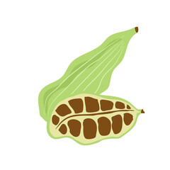 green cardamom  or Elettaria cardamomum