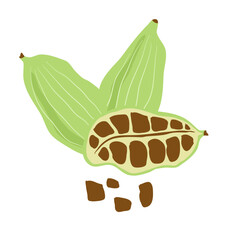 green cardamom  or Elettaria cardamomum